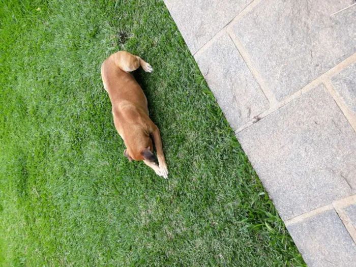 Cachorro raça Boxer idade 1 ano nome Marvim