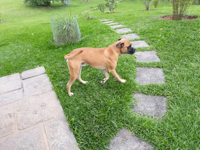 Cachorro raça Boxer idade 1 ano nome Marvim