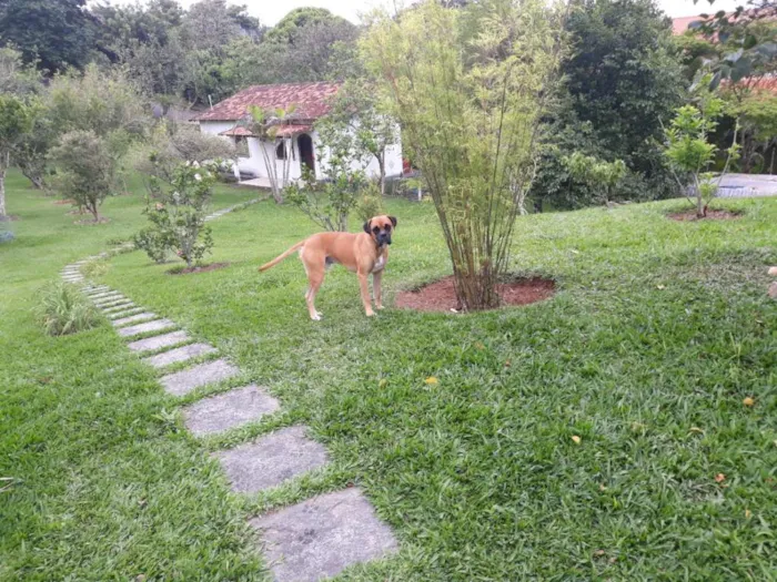 Cachorro raça Boxer idade 1 ano nome Marvim