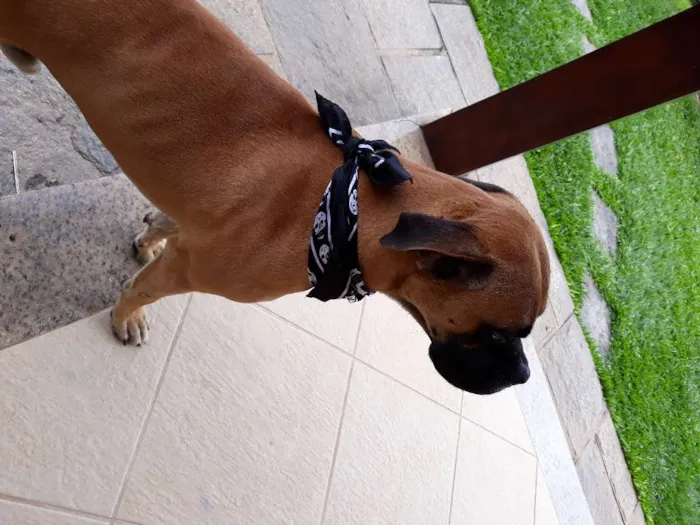 Cachorro raça Boxer idade 1 ano nome Marvim