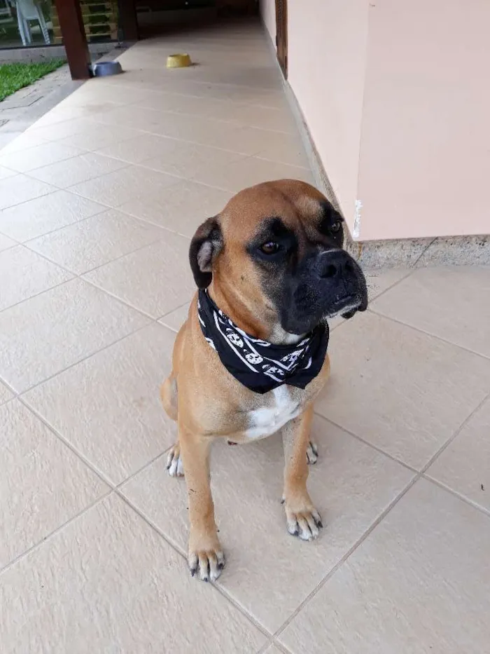 Cachorro raça Boxer idade 1 ano nome Marvim