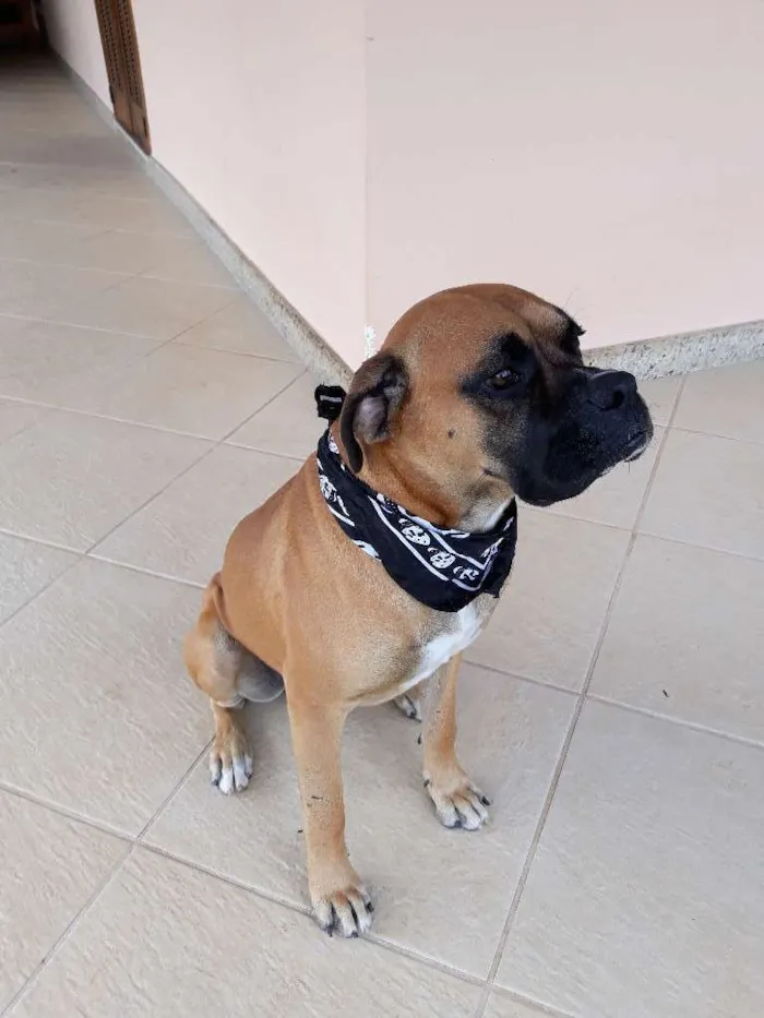 Cachorro raça Boxer idade 1 ano nome Marvim