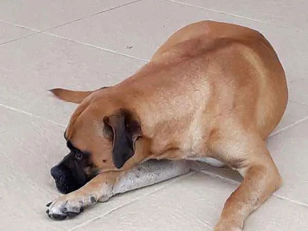 Cachorro raça Boxer idade 1 ano nome Marvim