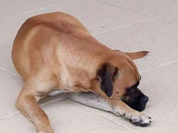 Cachorro raça Boxer idade 1 ano nome Marvim