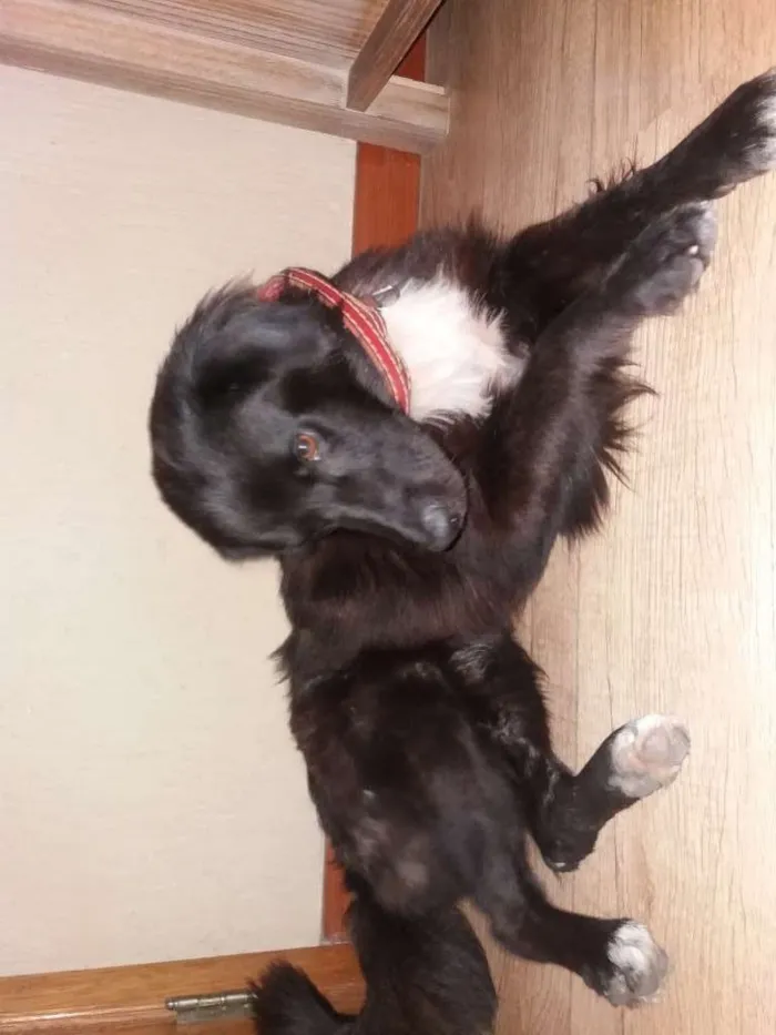 Cachorro ra a SRD idade 1 ano nome Evaristo