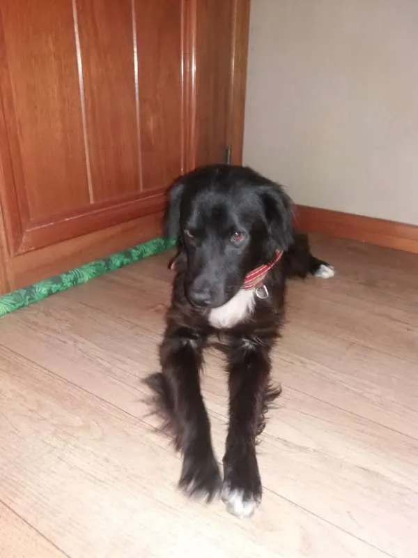 Cachorro ra a SRD idade 1 ano nome Evaristo