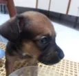 Romeu