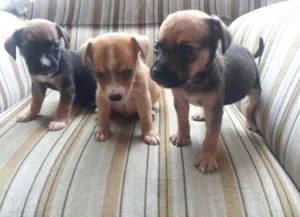 Cachorro raça SRD idade 2 a 6 meses nome Romeu