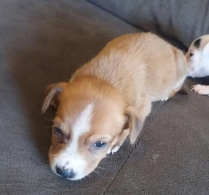 Cachorro ra a SRD idade 2 a 6 meses nome Dunga