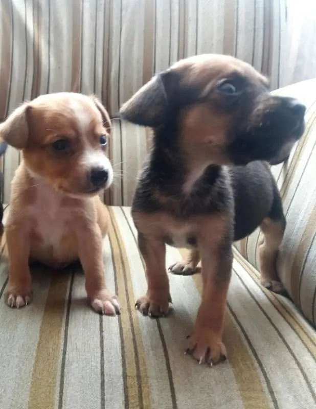 Cachorro ra a SRD idade 2 a 6 meses nome Dunga