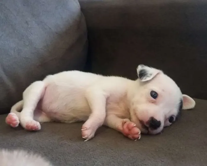 Cachorro ra a SRD idade 2 a 6 meses nome Angelina