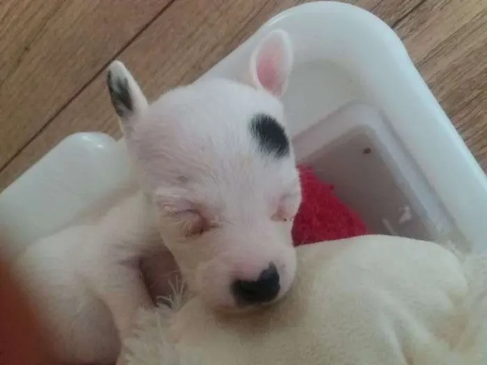Cachorro ra a SRD idade 2 a 6 meses nome Angelina