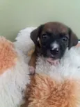 Julieta