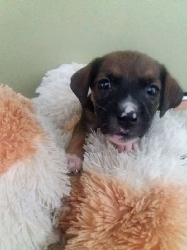 Cachorro ra a SRD idade 2 a 6 meses nome Julieta