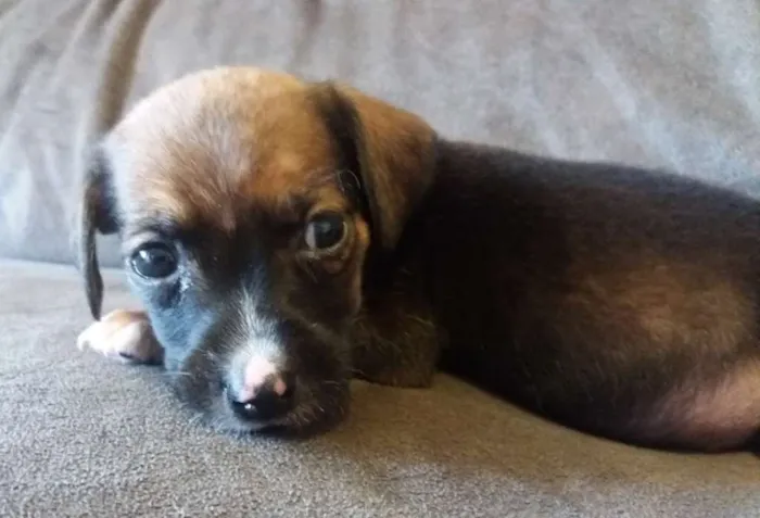 Cachorro ra a SRD idade 2 a 6 meses nome Julieta