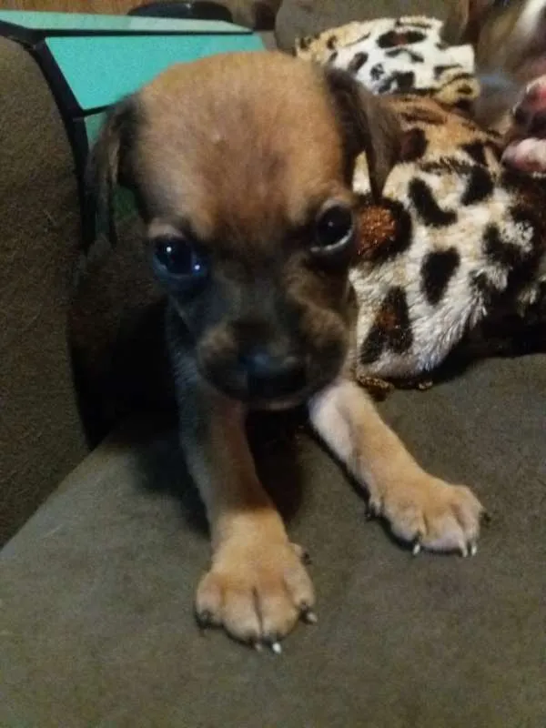Cachorro ra a SRD idade 2 a 6 meses nome Romeu