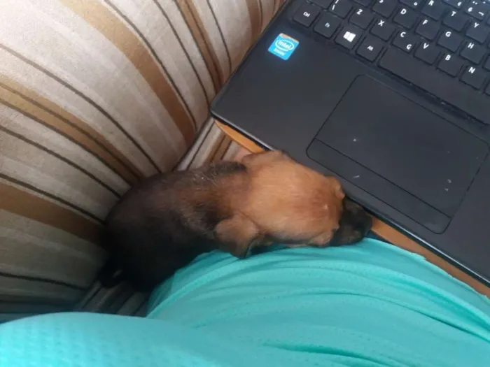 Cachorro ra a SRD idade 2 a 6 meses nome Romeu