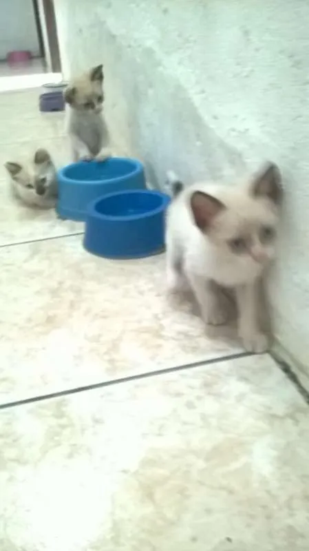 Gato raça siames idade Abaixo de 2 meses nome semnome