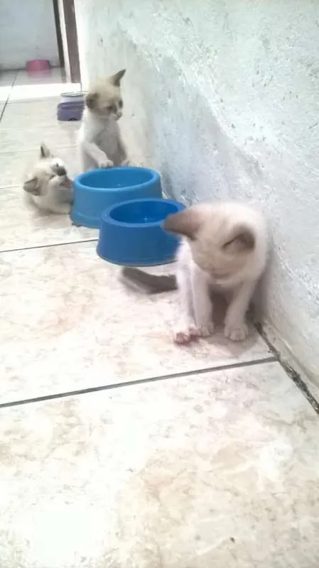 Gato raça siames idade Abaixo de 2 meses nome semnome