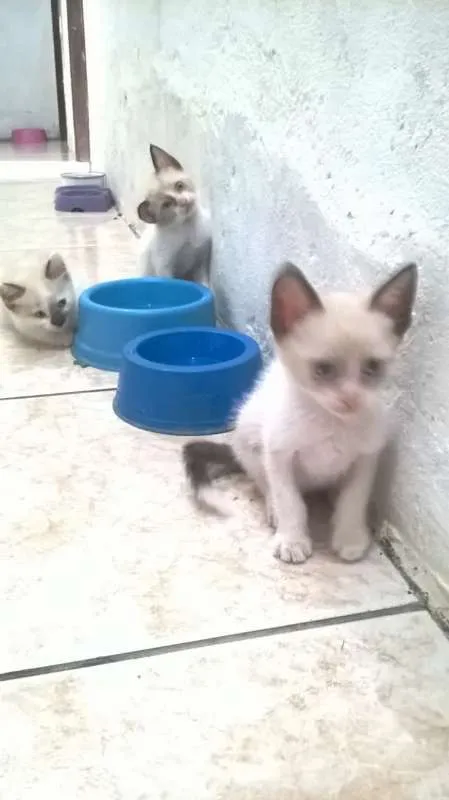 Gato raça siames idade Abaixo de 2 meses nome semnome