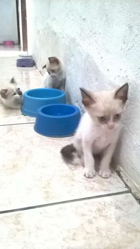 Gato raça siames idade Abaixo de 2 meses nome semnome