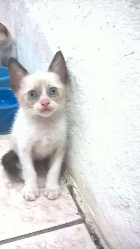 Gato raça siames idade Abaixo de 2 meses nome semnome