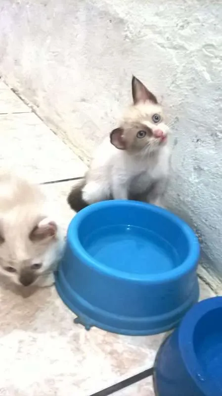 Gato raça siames idade Abaixo de 2 meses nome semnome