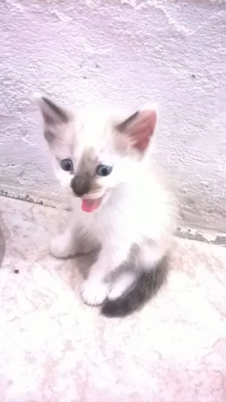 Gato raça siames idade Abaixo de 2 meses nome semnome