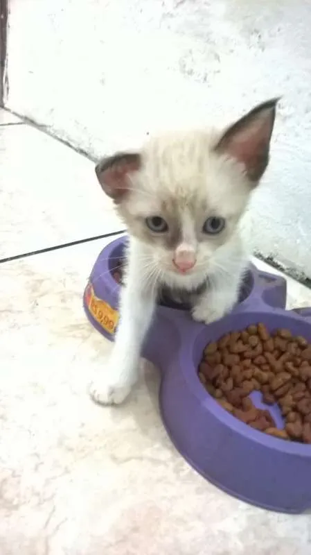 Gato raça siames idade Abaixo de 2 meses nome semnome