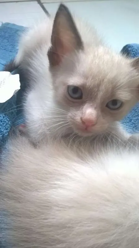 Gato raça siames idade Abaixo de 2 meses nome semnome