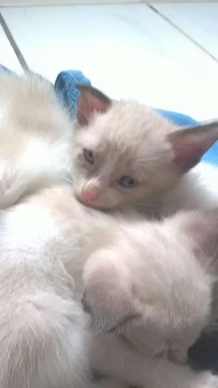 Gato raça siames idade Abaixo de 2 meses nome semnome