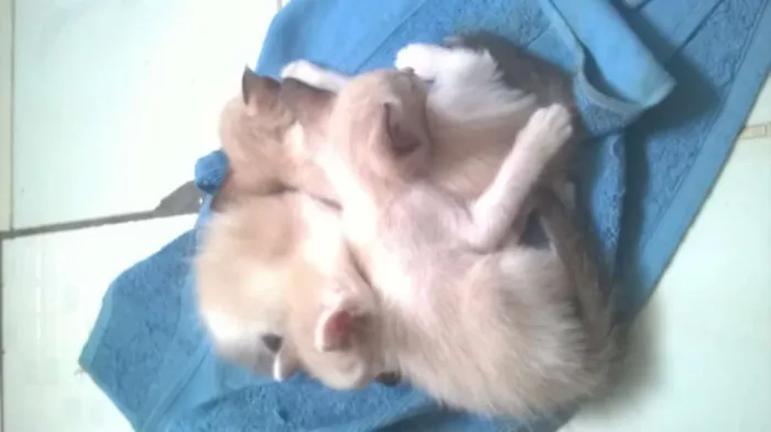 Gato raça siames idade Abaixo de 2 meses nome semnome