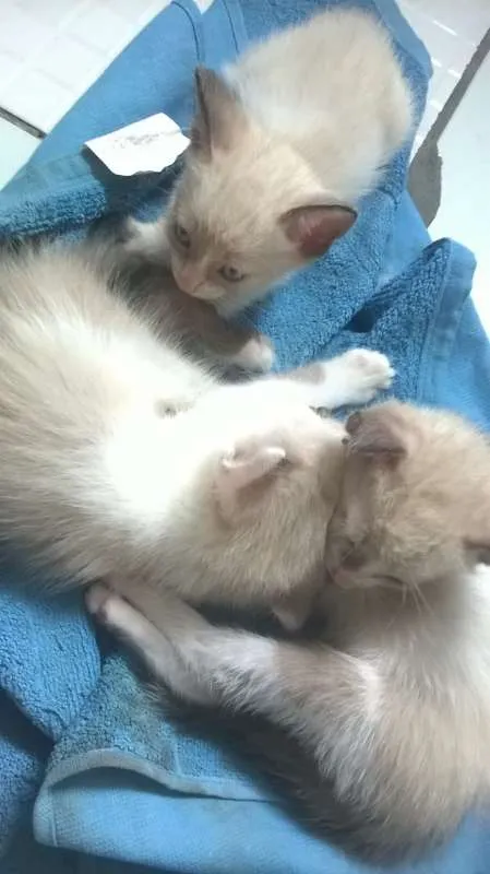 Gato raça siames idade Abaixo de 2 meses nome semnome