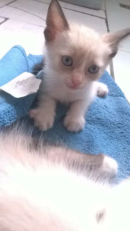 Gato raça siames idade Abaixo de 2 meses nome semnome
