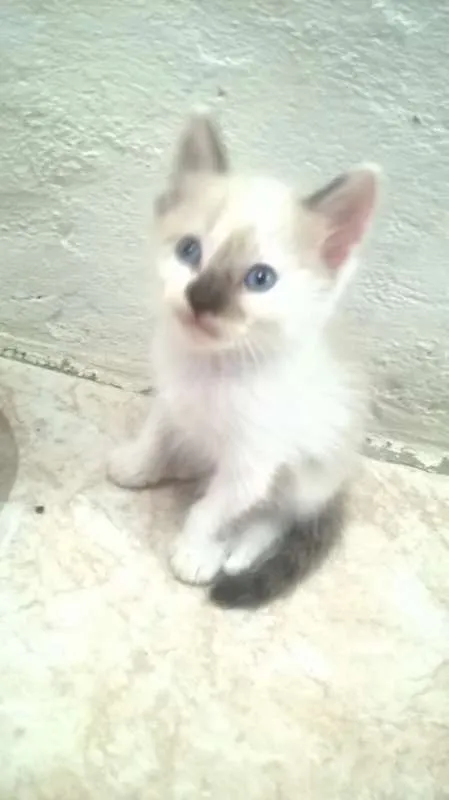 Gato raça siames idade Abaixo de 2 meses nome semnome