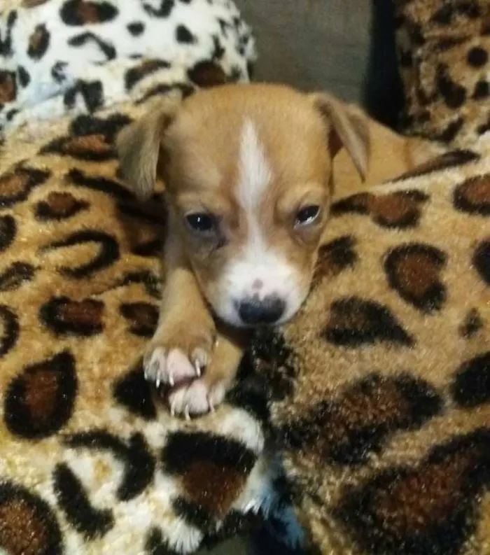 Cachorro ra a SRD idade 2 a 6 meses nome Dunga