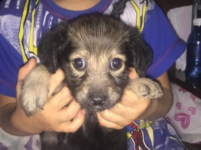 Cachorro ra a Labrador com mãe Mestiça   idade Abaixo de 2 meses nome Zoe