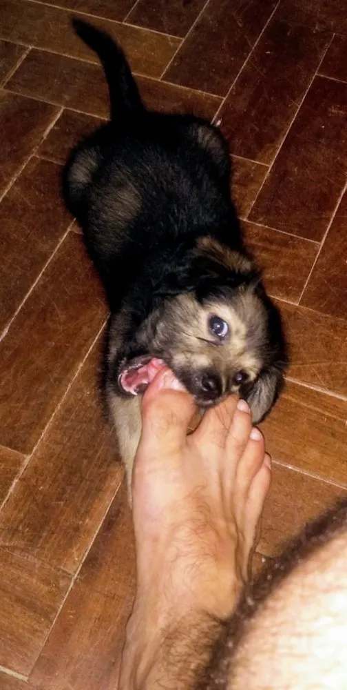 Cachorro ra a Labrador com mãe Mestiça   idade Abaixo de 2 meses nome Zoe