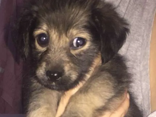 Cachorro ra a Labrador com mãe Mestiça   idade Abaixo de 2 meses nome Zoe