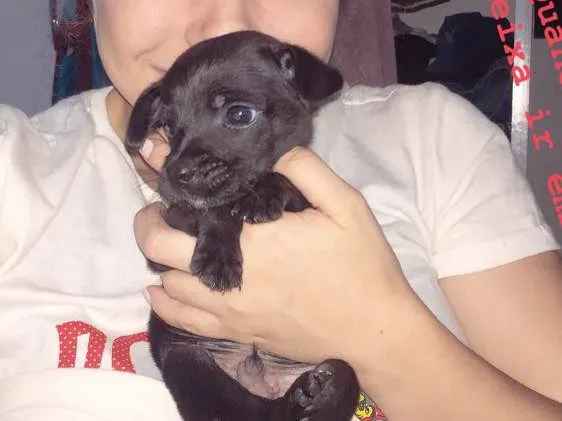 Cachorro ra a Labrador com vira lata idade Abaixo de 2 meses nome Max