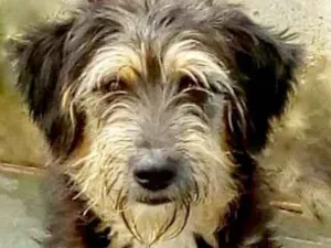 Cachorro raça  idade 3 anos nome Lucky