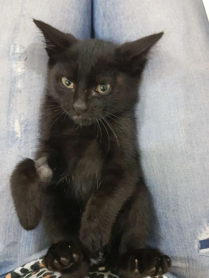 Gato raça Srd idade Abaixo de 2 meses nome Cleo