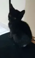 Cleo