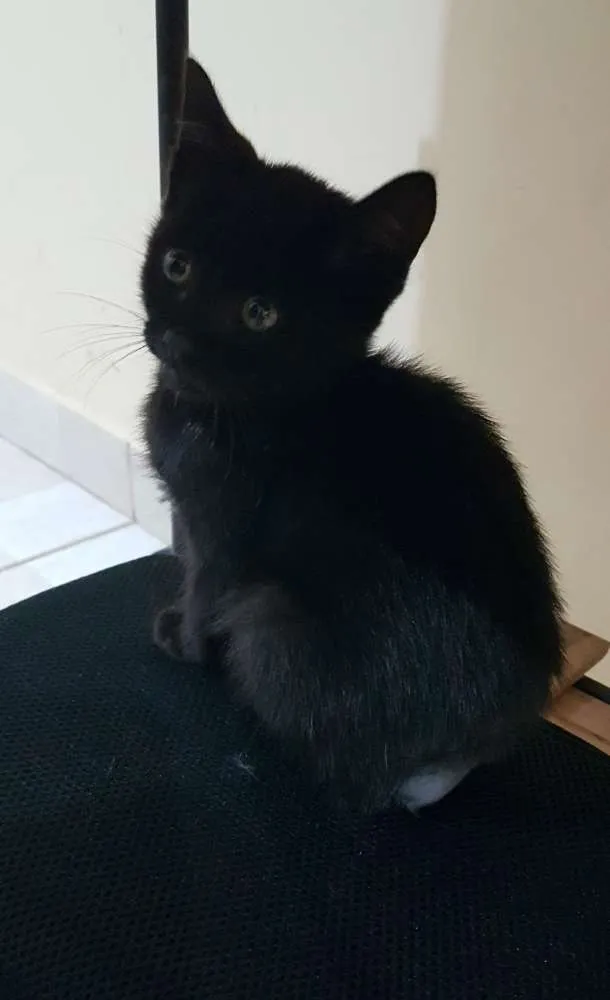 Gato raça Srd idade Abaixo de 2 meses nome Cleo