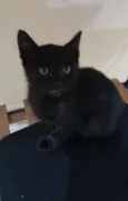 Cleo