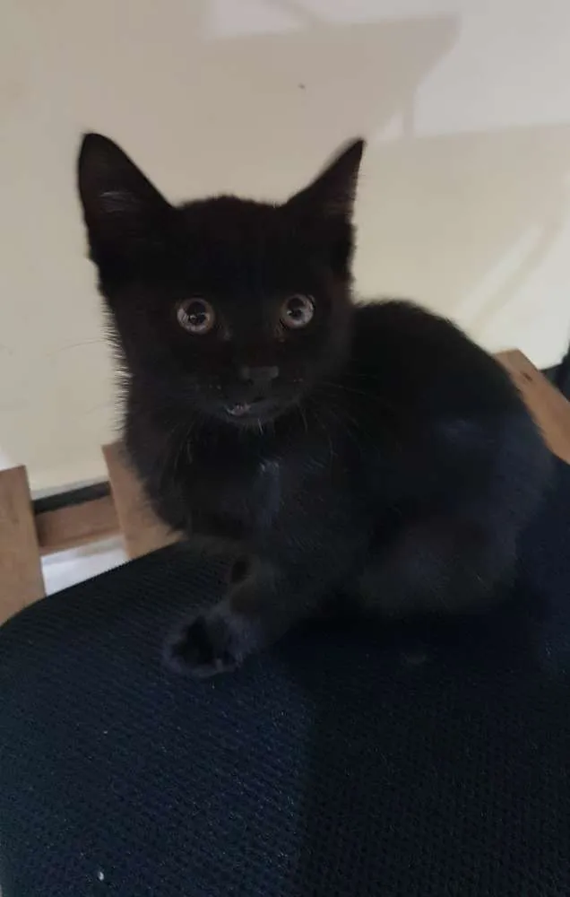 Gato raça Srd idade Abaixo de 2 meses nome Cleo
