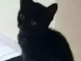 Cleo