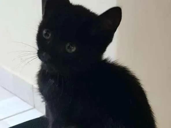 Gato raça Srd idade Abaixo de 2 meses nome Cleo