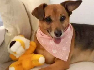 Cachorro raça  idade 6 ou mais anos nome Amelie Pequena