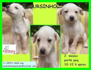 Cachorro raça  idade 2 a 6 meses nome Ursinho Bebezinho
